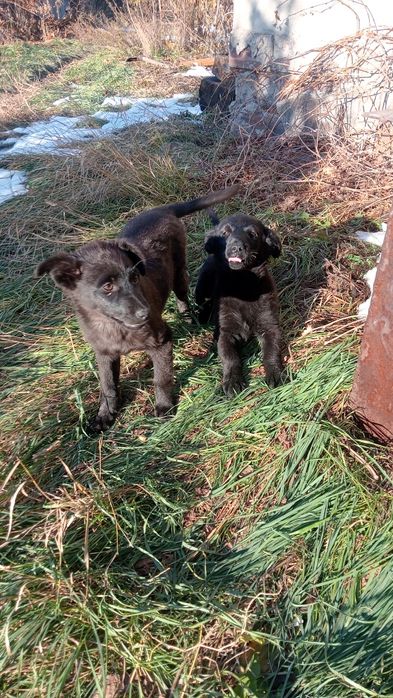 Щенки в добрые руки