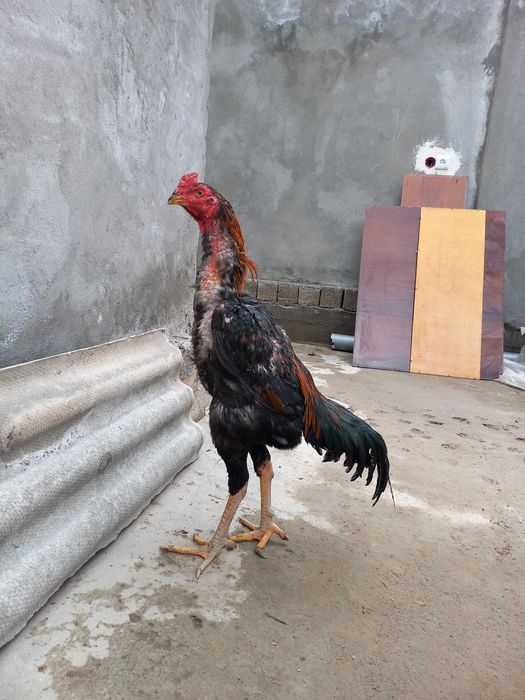 Dakan xoroz sotiladi