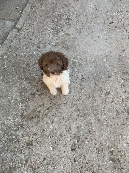 Кученца Лагото на 2 месеца