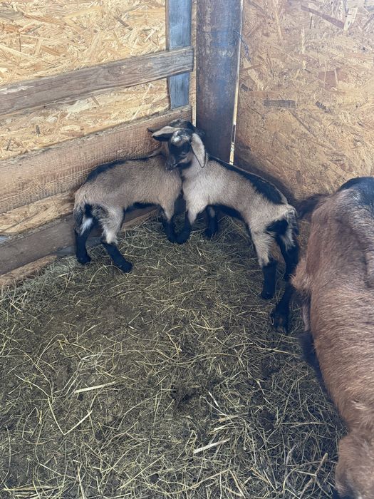 Capră de rasă alpină