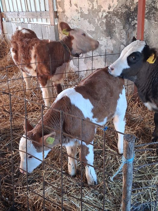 De vânzare trei masculi