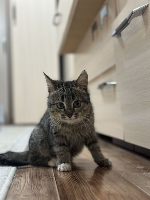 Домошный животный