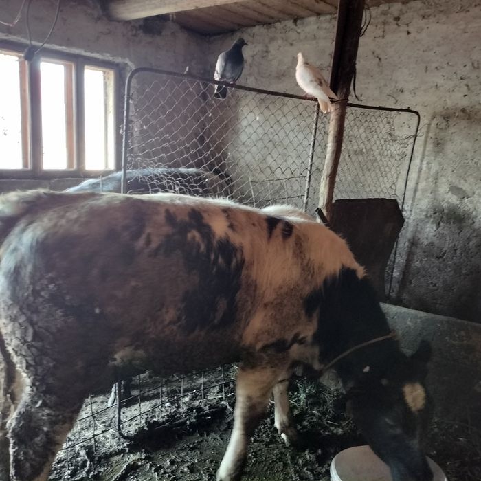 Vând vitei.  Vițel de 10 luni și două vitele de 5 luni .Detalii la telefon:0737353230.Bocnita Iasi