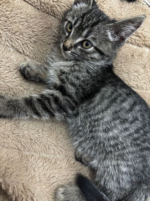 Отдам котенка в добрые руки