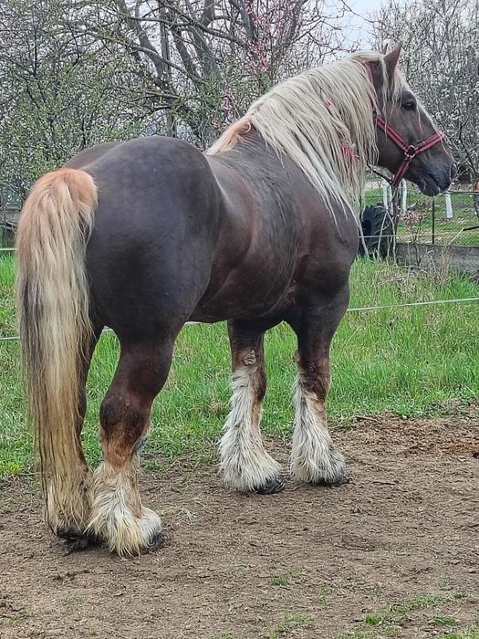 Armăsar greu pentru monta