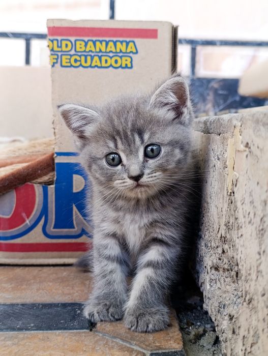 Mushukchalar sotiladi, Scottish Strayt va Scottish fold