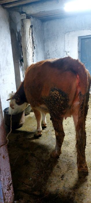 Сиыр: Симментальской , ак бас. Бұзаулары ұрғашы 
Про