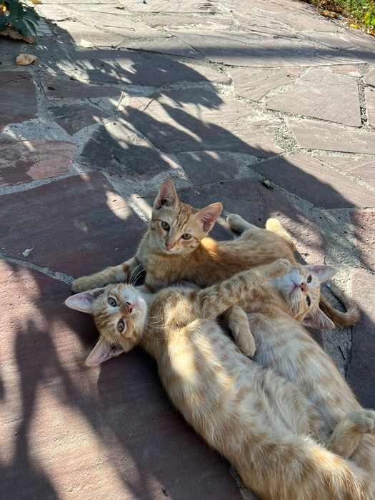 Отдадим котят в хорошие руки