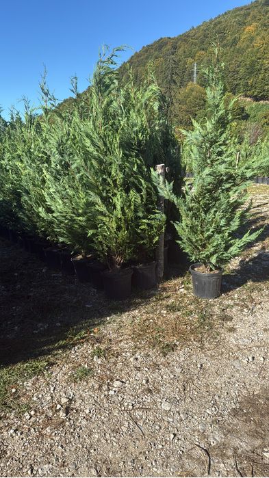 Leylandi 100 lei 230 cm