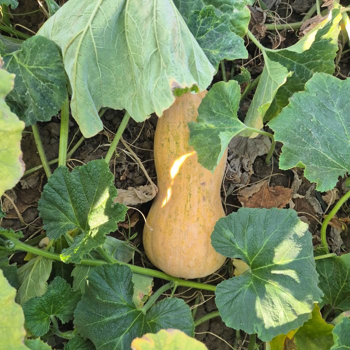 Vand bostani ptr placinta, gust si aromă deosebit, produs tradițional