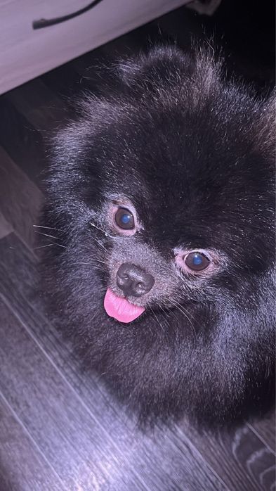 Ищу сучку для вязки