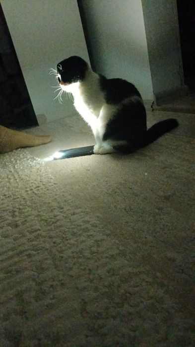 Отдам кошку добрые руки