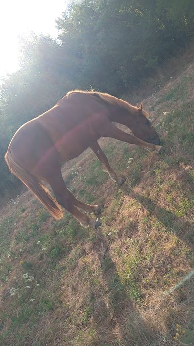 Vând cal castrat cuminte nu mușcă nu bate are doi ani jumate