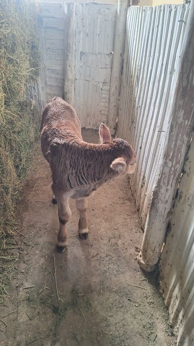 Продаётся телёнок