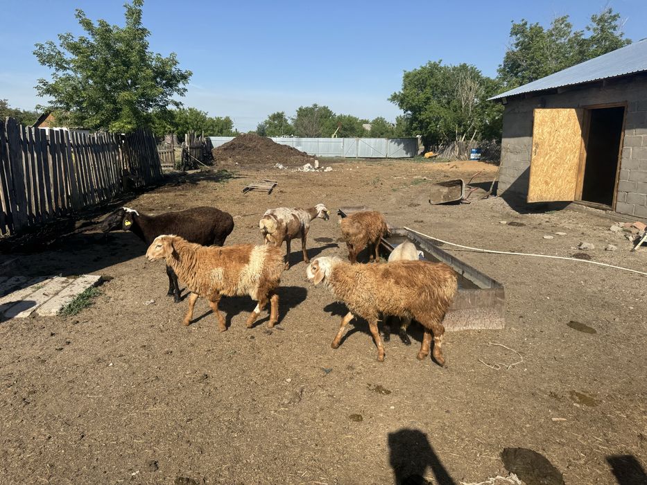 Продаются Козы,  ешкілер сатылады