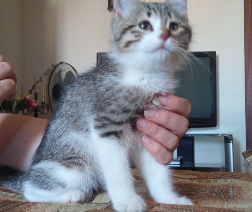 Ищет дом кошечка