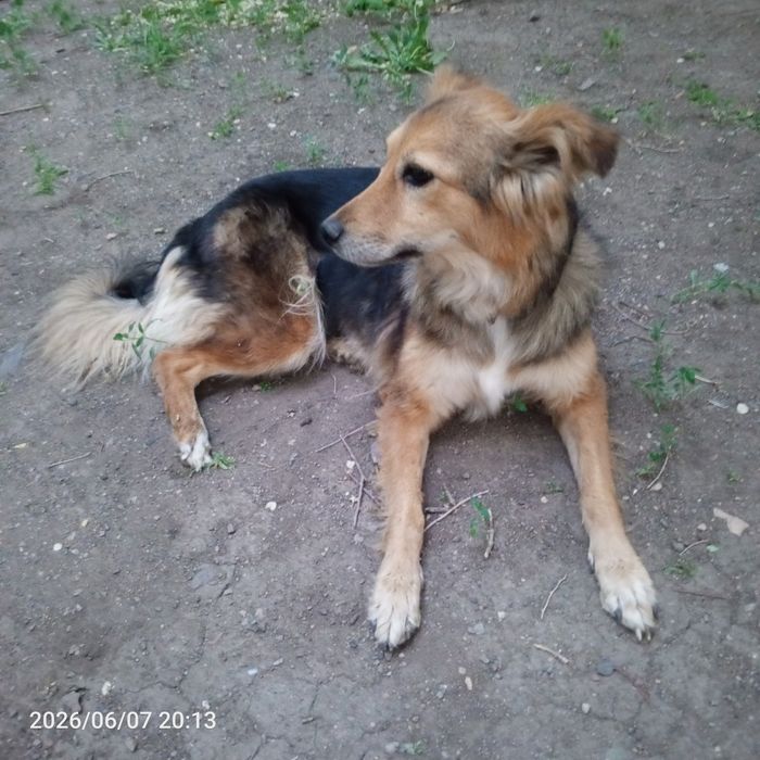 Собаку в хорошие руки