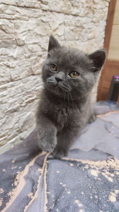 Продаются шикарные котята фолды и страйты