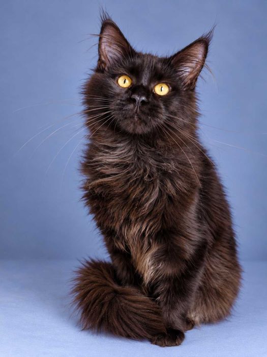 Motănel Maine Coon cu acte, pedigree și microcip