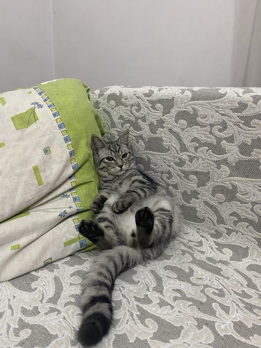 Продадим котенка 10 месяцев