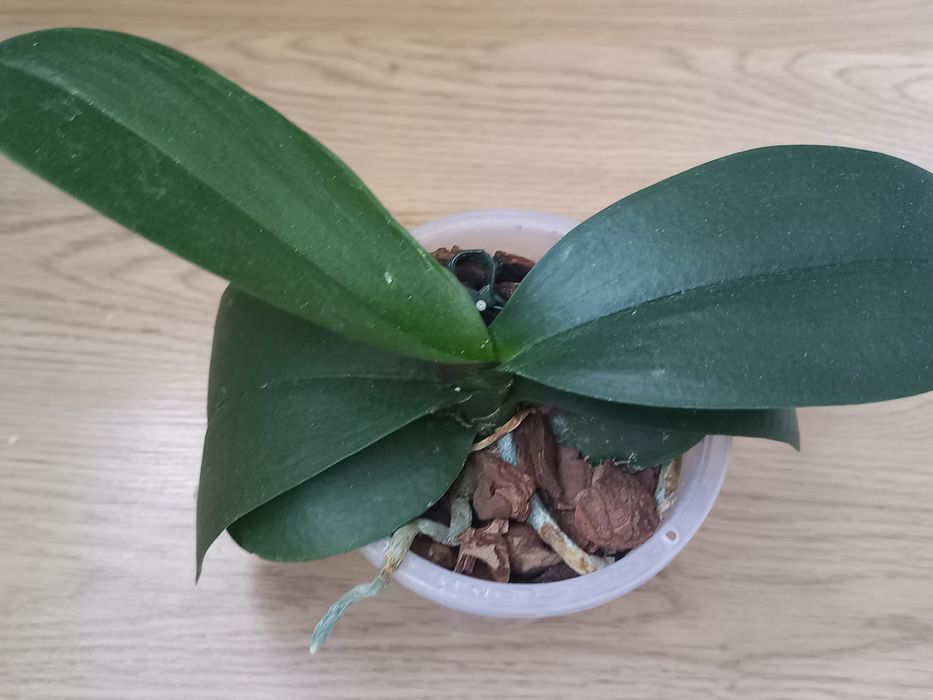 Продам орхидеи(Голландия, Азия)