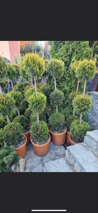 Plante ornamentale la preturi imbatabile