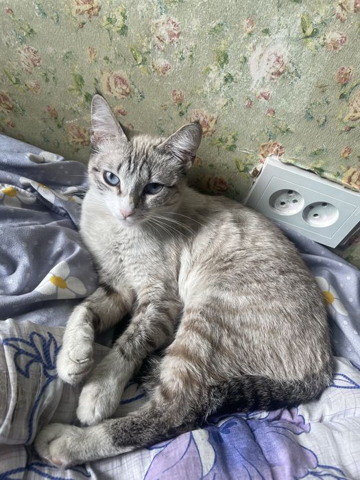 Отдам в добрве руки кошку девочка