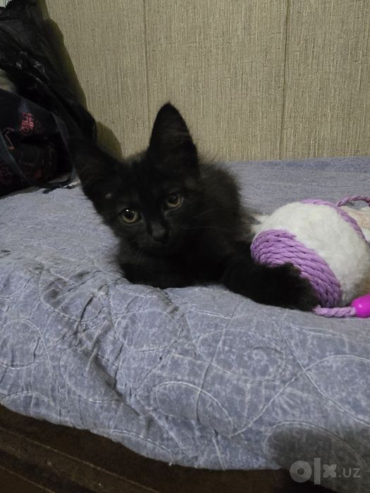 Отдам котенка в хорошие руки