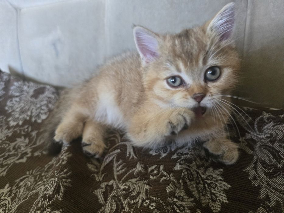 Шикарный котенок в семью Скотиш Страй