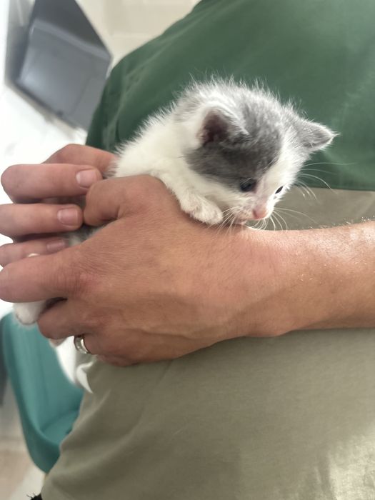 Котята и кошки в дар