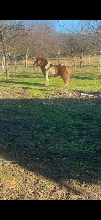 vand ponei armasar foarte cuminte
