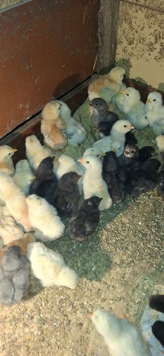 Vând pui de găină de țară