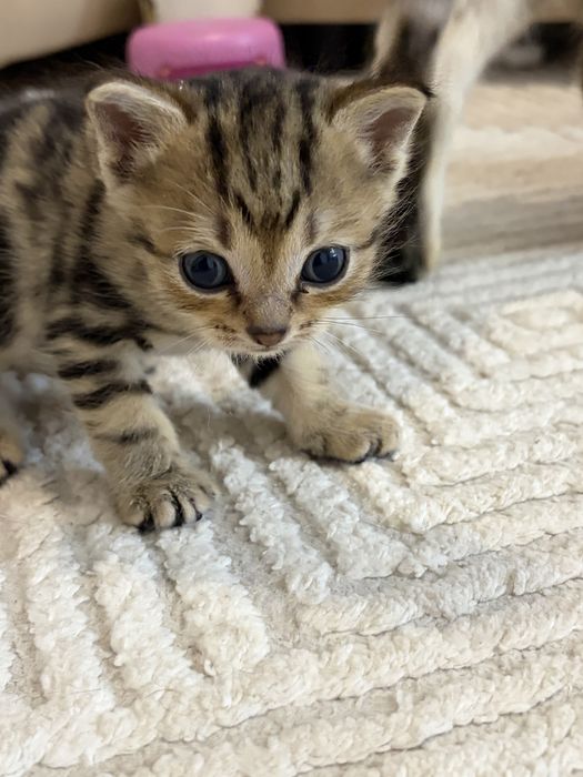 котенок бенгальский