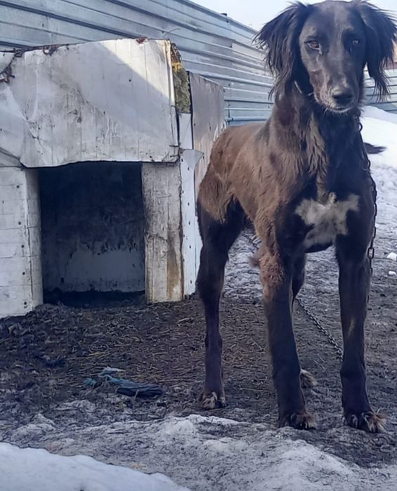 Отдам тазы в хорошые руки