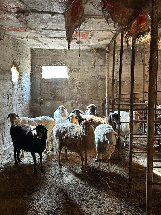 Қой сатылады /продам баранов