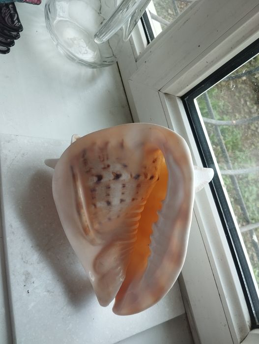 Сувениры,слоны,ракушки