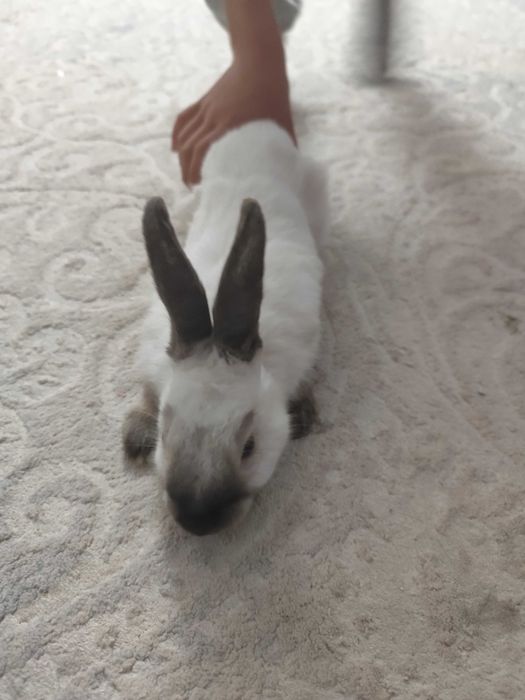 Продам декаративныз кроликов