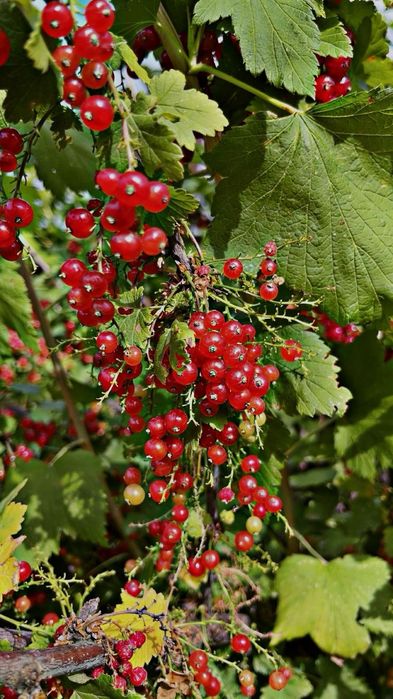 Продам дачу Жилгородок