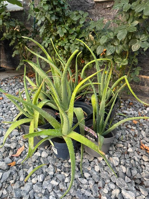 Aloe Vera (Aloe barbadensis Miller) în ghiveci | Plante mari și pui | Voluntari - București