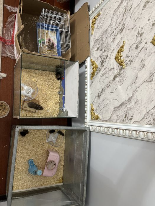 Хомячки хомякии