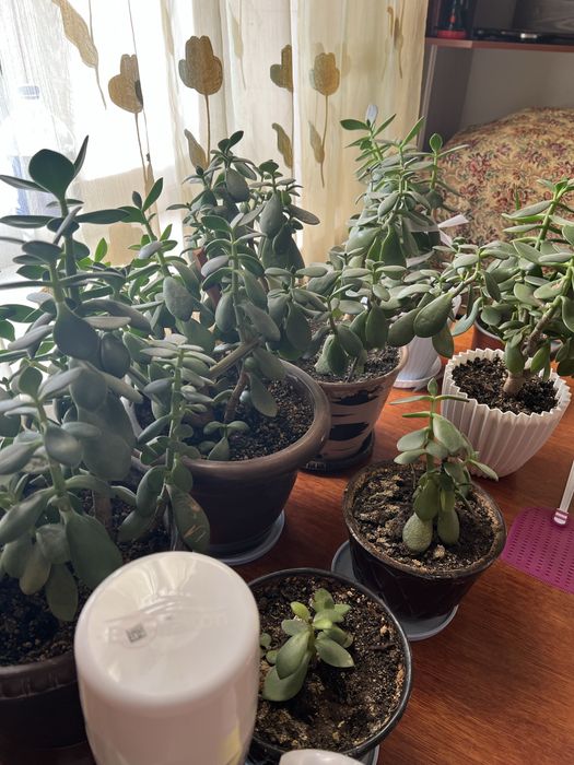 Денежный цветок  за всё отдам по указаной цене