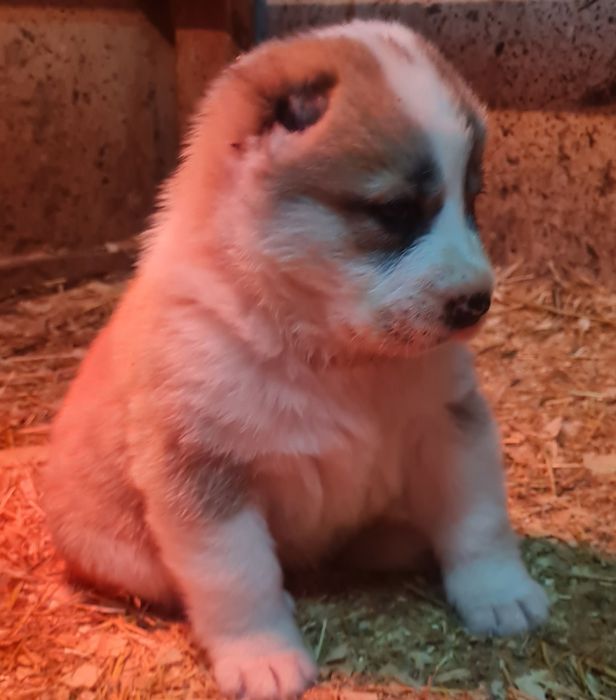 Щенки САО (Алабай)