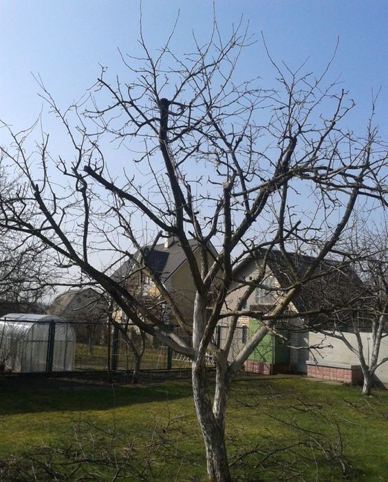 Садовник богбон услуги