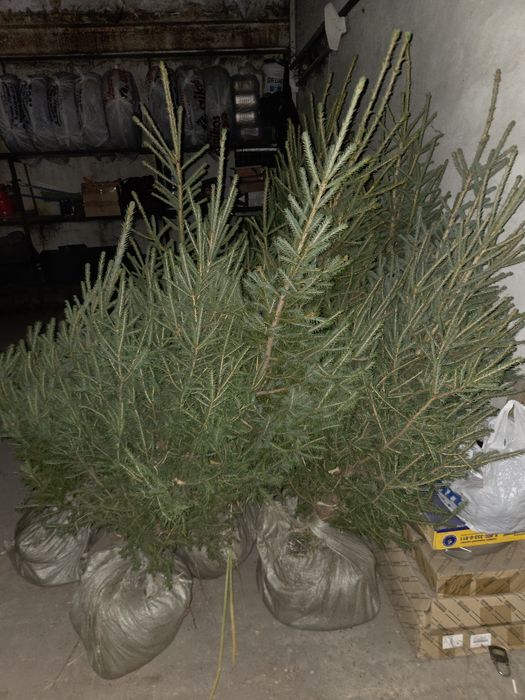 Продам ель сибирскую
