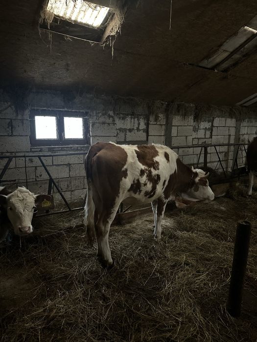 Vand juninca  Baltata Romaneasca