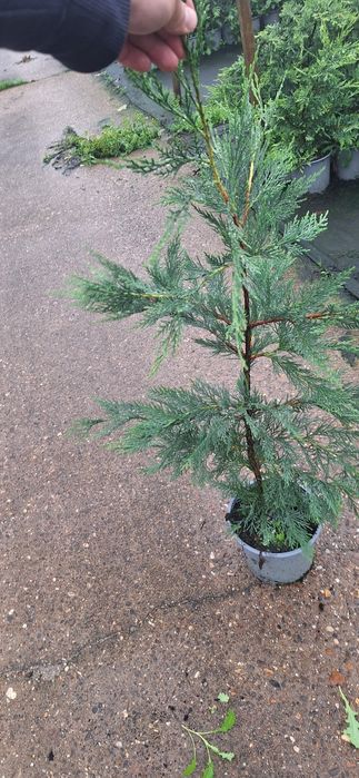 Tuia Leylandii Smarald Brabant Laur englezesc