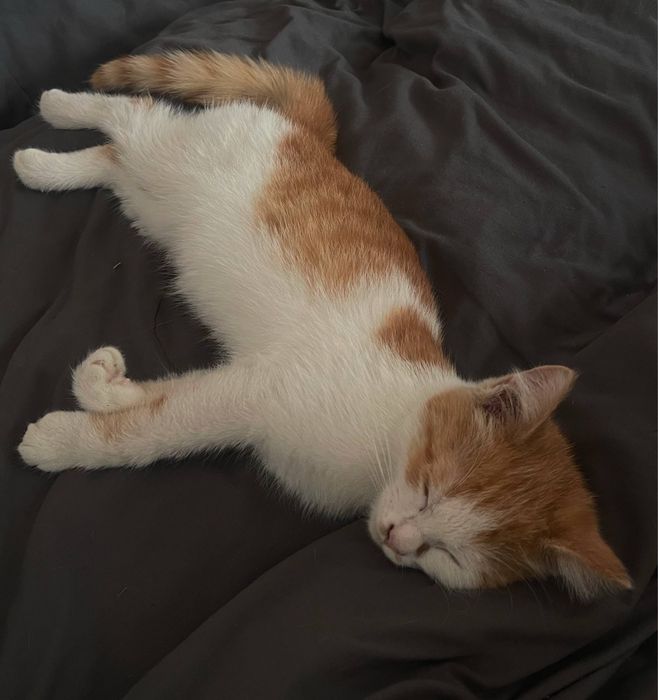 Котенок ласковый бесплатно