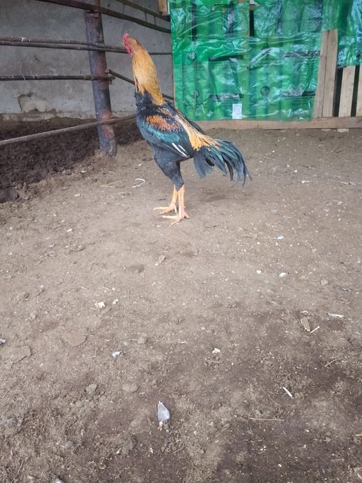 Продажа бойцовая птица