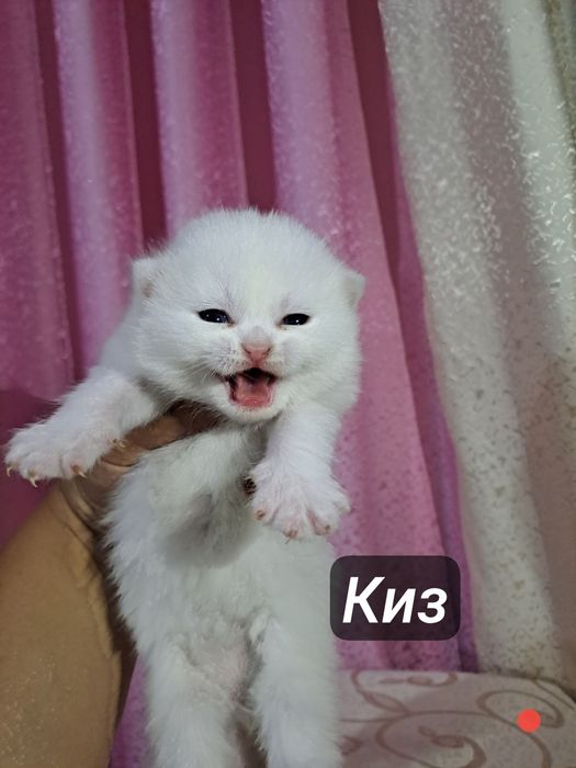 Ширингина продали мушукчалар