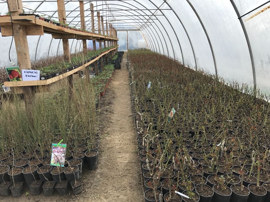 Producâtor de pomi fructiferi